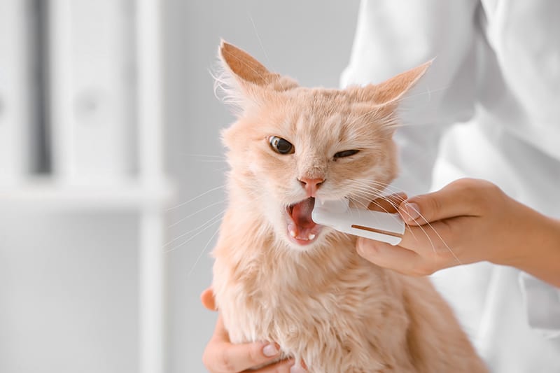كيفية رعاية قطة فقدت الأسنان
