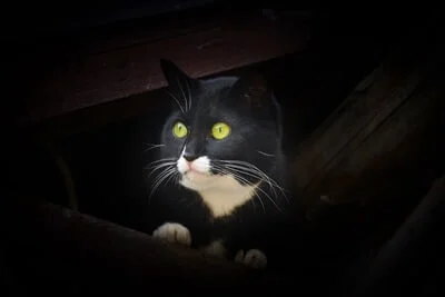 لماذا تتوهج عيون القطط في الظلام؟