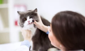 مخاطر تجاهل مشاكل الأسنان لدى القطط
