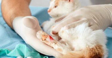 علاج جروح القطط