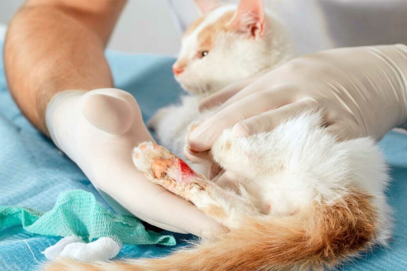 علاج جروح القطط