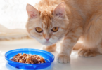 علاج فقدان الشهية عند القطط بالاعشاب