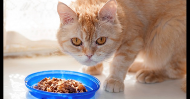علاج فقدان الشهية عند القطط بالاعشاب