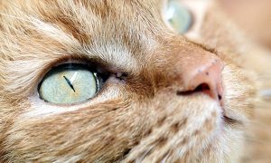 التهاب العين عند القطط
