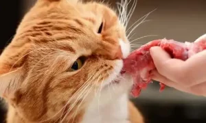 فوائد اللحم النيء للقطط
