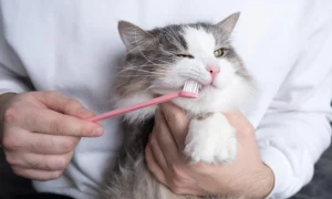العلاقة بين النظام الغذائي وصحة الأسنان عند القطط