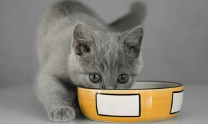 متى تبدأ القطط في تناول الطعام وشرب الماء؟