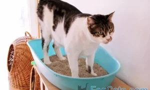 لماذا تجلس القطط في صندوق الفضلات