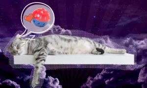 هل تحلم القطط؟