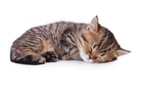 كيفية تدريب قطة صغيرة على النوم ليلا؟