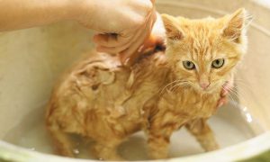 هل تستحم القطة الحامل