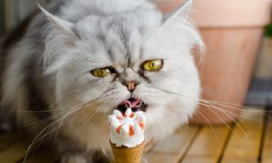 هل تستطيع القطط أكل الآيس كريم؟