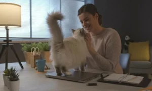 كيف تلعب مع قطتك
