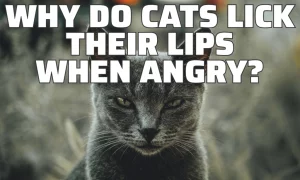 لماذا تلعق القطط شفاهها عندما تغضب؟