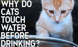 لماذا تلمس القطط الماء قبل الشرب؟