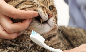 كيفية تنظيف أسنان قطتك