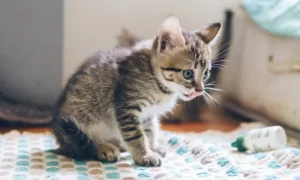 طريقة تنظيف عيون القطط الصغيرة