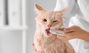 كيفية رعاية قطة فقدت الأسنان