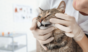 مشاكل صحة الأسنان عند القطط