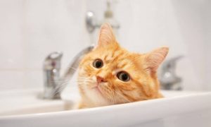 لماذا قطتي تخدش حوض الاستحمام؟