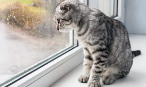 لماذا قطتي تلعق النوافذ؟