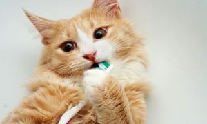 علاج لمشاكل الأسنان لدى القطط