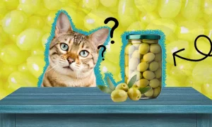 هل من الآمن لقطتي أكل الزيتون؟