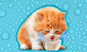 ما هي كمية الماء التي يجب أن يشربها القط في اليوم؟